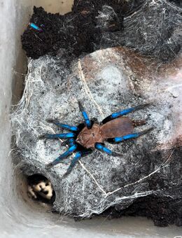 Spinnen Abzugeben in gute Hände. - Löhne