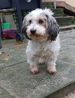 Lumi sucht ihr Traumschloss zu zweit - Wiesenburg