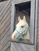 Araber-Mix-Stute Freizeitpferd in 58566