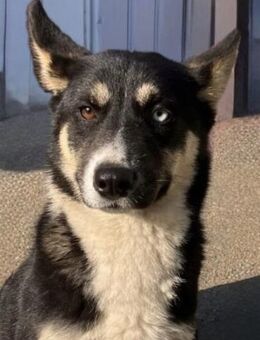 Hübsche RADA sucht ein Zuhause - Bad Bevensen