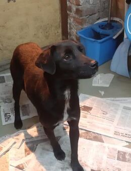 Tosca - zurückhaltende Schönheit - Mönchengladbach