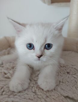 BKH Silver Shaded Kitten - Bad Nauheim