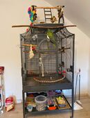 Blaustirnamazone mit Käfig in 45473