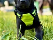 Amstaff - Wolfsspitzmischlinge - Eisenberg (Thüringen)