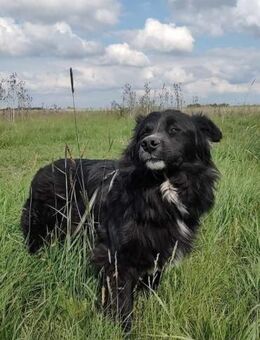 Anton - ein lieber Schatz - Dreikirchen