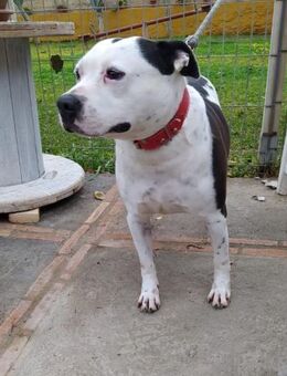 DREI - tolle - JUNGS - Einzelvermittlung - Kempen