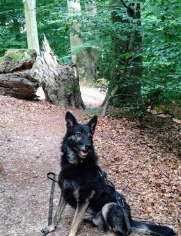 Hübscher Schäferhund-Mix-Rüde Verm.hilfe - Wassenberg