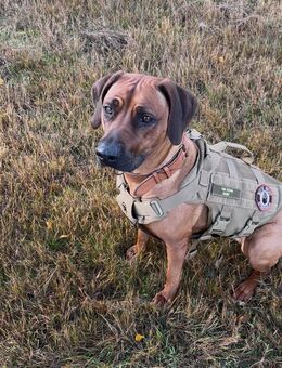 Rhodesian Ridgeback - Wandlitz