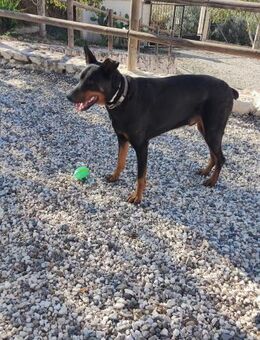 Diego verliert sein Zuhause An - Ludwigshafen (Rhein)