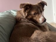 Junghund Miniatur Australian Shephard - Salzgitter