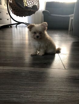 Pomapoo Welpen – abzugeben 1 Rüden. - Wiesbaden Delkenheim