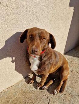 Rita - kleine Hündin sucht Zuhause - Hausen (Würzburg)