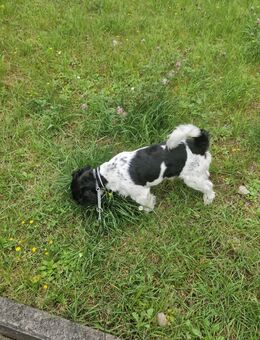 Jack Russel Shitzu Mischling Balu - Wasungen Zentrum