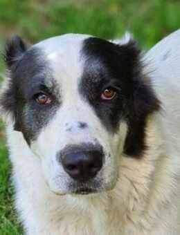 CASSANDRA wartet schon lange - Gefrees