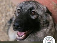 Nada: Hundekind sucht ein Zuhause - Kirchzell