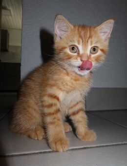 WUNDERSCHÖNE BKH KITTEN - Lauchringen