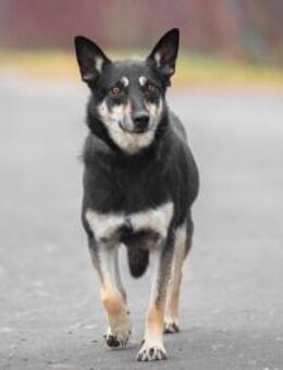 Hundedame Ella❤️sucht ruhiges Zuhause - Rott (Inn)
