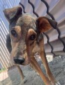 Warmer Platz für sanfte Aika gesucht in 93183