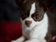 Chihuahua Hündin 8 Jahre - Nideggen