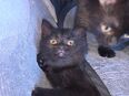 3 Schwarze BKHs suchen ein zuhause in 97215