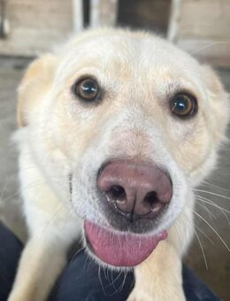 Amaya, 3 Jahre, sucht ihre Menschen - Schwalmtal (Nordrhein-Westfalen)