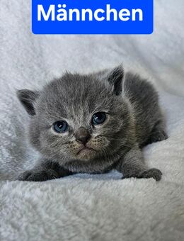 Bkh kitten reinrassig - Düsseldorf