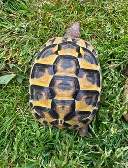 Griechische Landschildkröte THB 2022 mit Cites - Magstadt