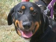 DONNA 2 sucht Zuhause - Gefrees