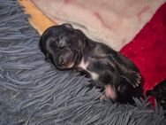 Chihuahua welpen zuverkaufen - Erfurt