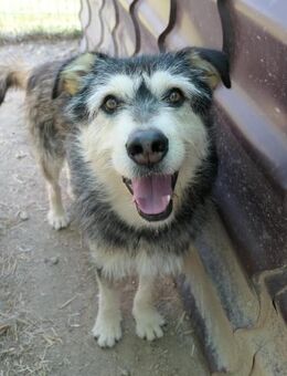 JOKER - verschmuster, aktiver Rüde - Kallmünz