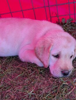 Wunderschöne reinrassige Labrador Welpen - Riedenburg