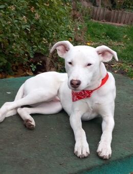 Freundlicher Bodimischling Zuko - Berlin