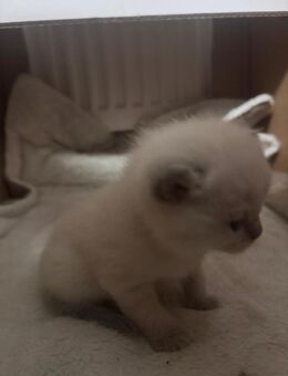 Süße BKH mix katzen mit Blauen Augen - Rödermark