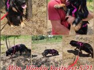 Cocker/ Retriever Hündin sucht Zuhause - Vacha