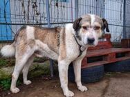Fellow - Sanfter Riese mit großem Herz - München
