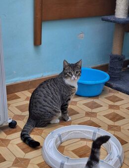 Freundlicher, schüchterner Kater Bowie - Karlsruhe