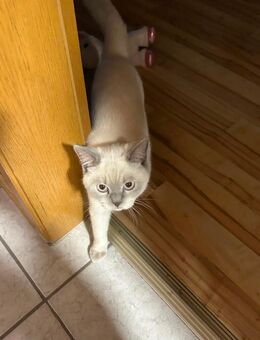 Britisch kurzhaar Kater sucht neue Familie - Schwäbisch Hall