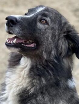 Share - Toller Rüde sucht Zuhause - Berlin