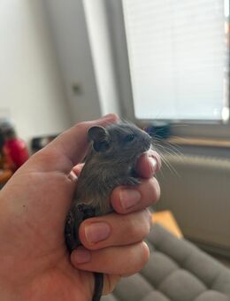 Degus - Malsburg-Marzell