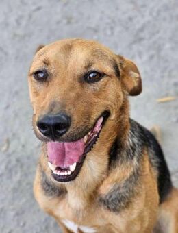 Rex- Siehst du mich ? - Nürnberg