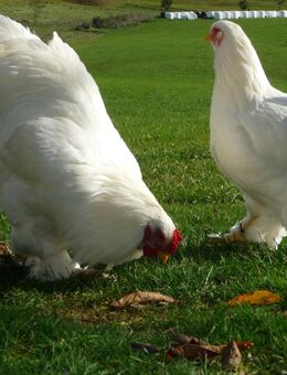Bruteier Brahma weiß grosse Rasse - Roding