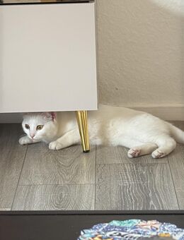 🐾 Liebevolle Schmusekatze sucht ihr Für-Immer-Zuhause 🐾 - Leverkusen Zentrum