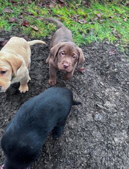 Schockobrauner Welpe Labrador Rüde - Winterlingen