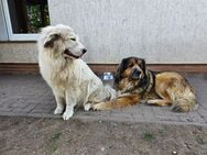 Hundewelpen Pyrenäenberghund/Leonberger Mix abzugeben - Voigtsdorf