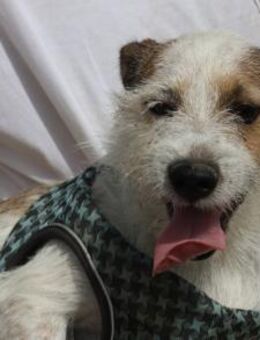 Beau, aufmerksam, freundlich, offen - Westerholt