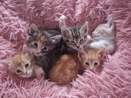 5 Kitten suchen noch ihr Für-Immer-Zuhause - Hamm