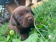 Labrador Welpen mit Abstammungsurkunde - Hohendubrau