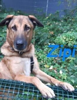 Zipi-verspielt und intelligent 09/21 DE - Ruppertsecken