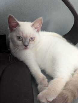 BKH Kitten Weibchen Nala - Duisburg