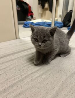 2 süße graue Britisch-Kurzhaar-Kitten - Viersen